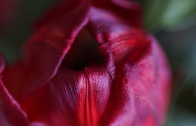 Macro shot of pink flower