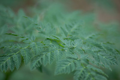 Full frame shot of fresh green leaves