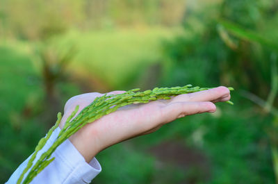 Cropped hand holding plant