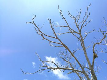 Low angle view of bare tree against blue sky