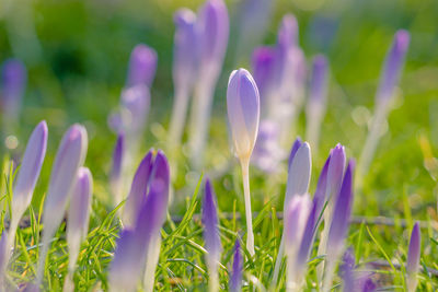 Close-up of purple crocus flowers on field