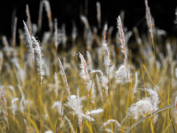 Close-up of stalks in field