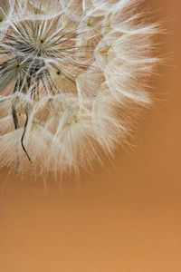 Close-up of dandelion against white background