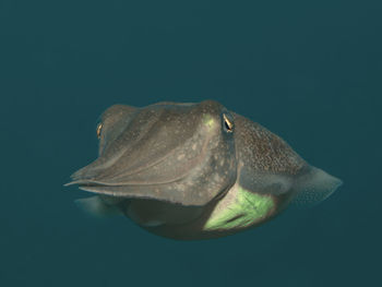 Close-up of fish swimming in sea