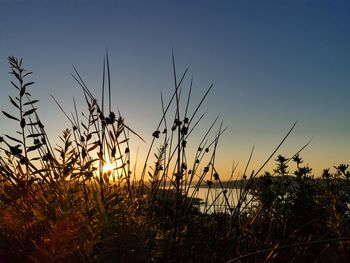 Silhouette of stalks in field against sunset sky