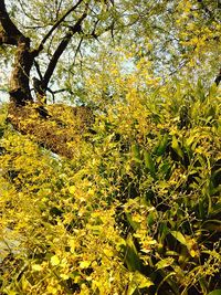 Yellow trees in forest