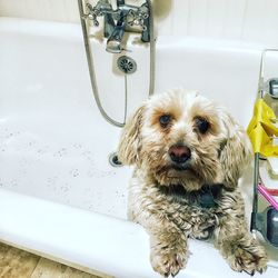 High angle portrait of dog in bathtub