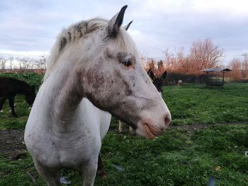 Horse in the field