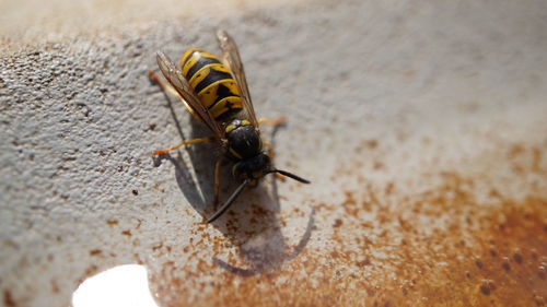 Wasp drinking from bird bath