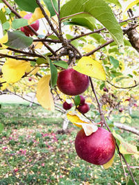 Close-up of fruits hanging on tree