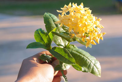 Close-up of hand holding plant