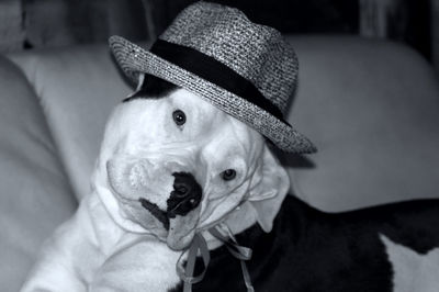 Close-up of dog wearing hat at home