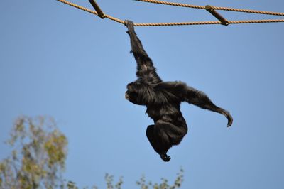 Low angle view of monkey hanging on rope against sky