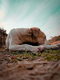 Close-up of a resting on a field