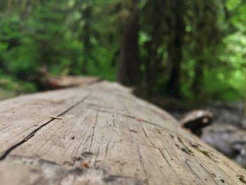 Close-up of tree stump in forest