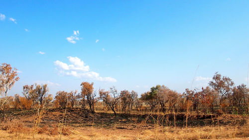 Trees on field against blue sky