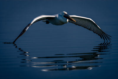 Close-up of bird flying over lake