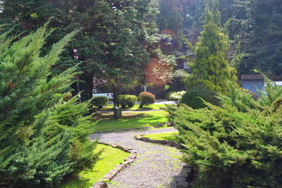 Trees growing in park
