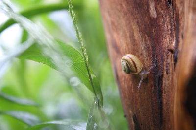 Close-up of snail crawling on bark