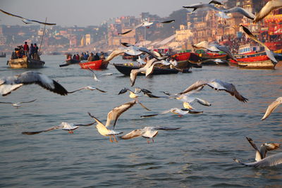 Flock of birds flying over sea