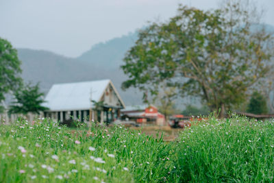 Plants growing on field by building