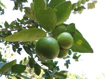 Close-up of fruits on tree against sky