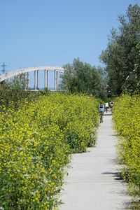 Road amidst plants and trees against clear sky