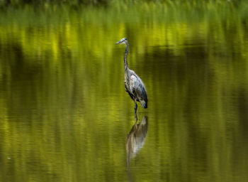 High angle view of gray heron on lake