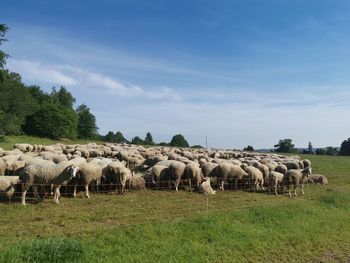 Sheep grazing in a field