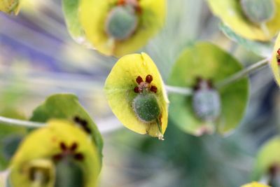 Close-up of yellow flower growing on plant