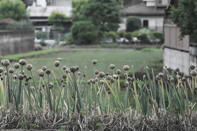 Close-up of mushroom growing on field