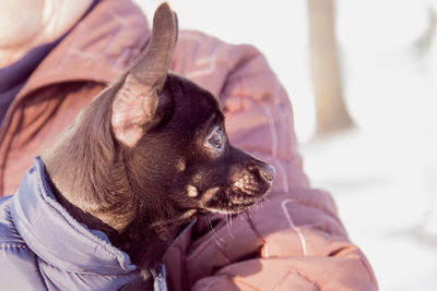 Midsection of person with dog