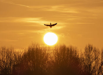 Silhouette of bird flying against sunset sky
