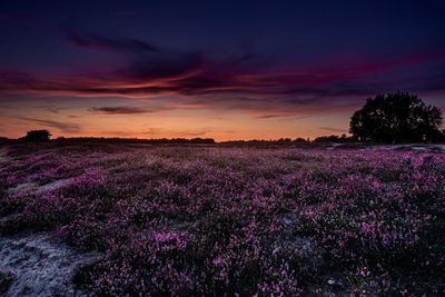 Scenic view of pink flowering plants on field against sky during sunset