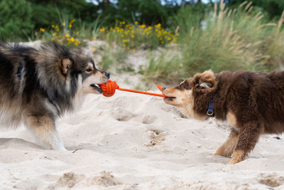 Two dogs playing tug with a rope toy