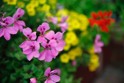 Close-up of pink flowering plant