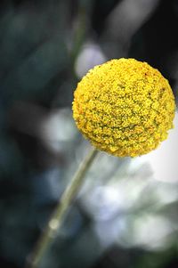 Close-up of fresh yellow flower blooming in spring