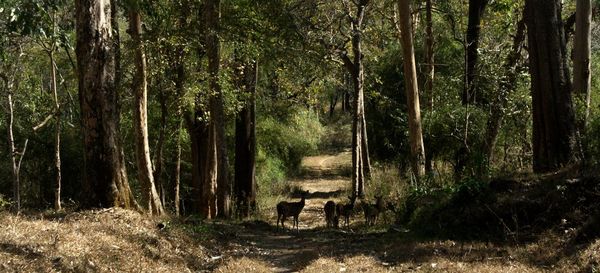 Panoramic view of sheep in forest