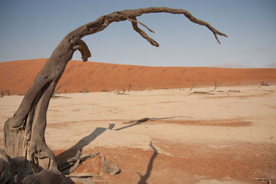 Bare tree in a desert