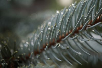 Close-up of wet plant during rainy season