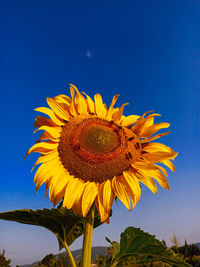 Low angle view of sunflower against blue sky