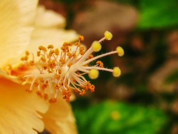 Close-up of flower against blurred background