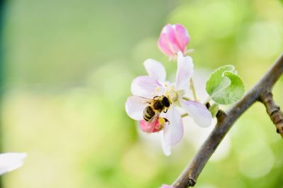 Close-up of bee pollinating on flower