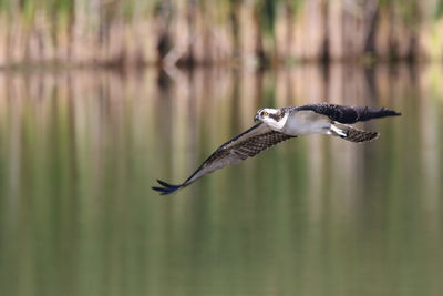 Osprey flying low over the pond