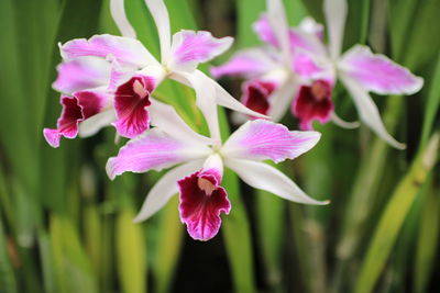 Close-up of pink flowers blooming outdoors