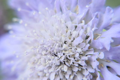 Close-up of purple flowering plant