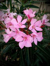 Close-up of pink flowers