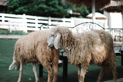 Sheeps standing in the garden