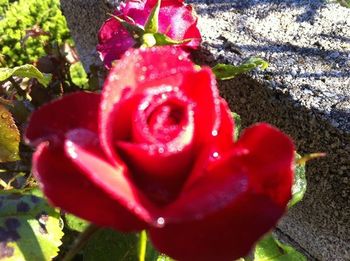 Close-up of red rose