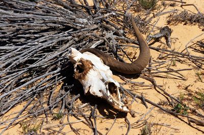 View of animal skull on field